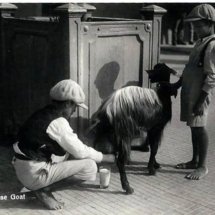 Valletta - boy milking goat into a glass as children wait to drink the goat&#039;s milk. Postcard courtesy of Caroline Farrow