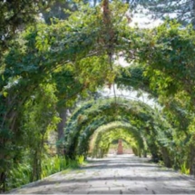 Enfilade of green at Sant Anton Gardens