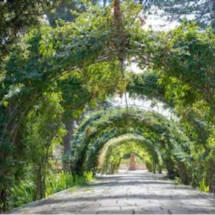 San Anton Gardens - Photo by Frank Vincentz