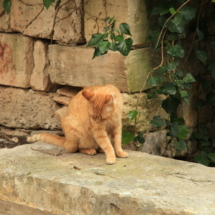 Perfect to admire lots of different animals in their natural environment.