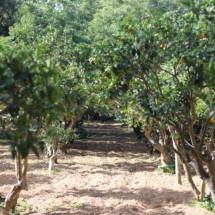 Orange trees in Buskett Gardens - Photo by Freddy Olsson