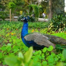 Peacocks roam free at Sant Anton, the Presidents&amp;#039; garden_