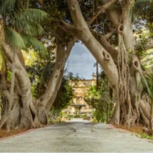 Deux anciens ficus et leurs racines aériennes dans les jardins de Sant Antona