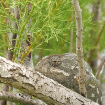 Un animal parmi plusieurs espèces présentes au parc naturel de Xrobb l-Għagin - Image de Sandor S