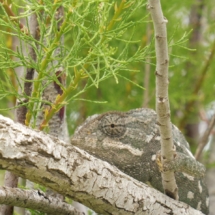 One animal among several species present at Xrobb l-Għagin Nature Park - Photo by Sandor S