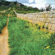 A particular stretch of the original patrol path along the Victoria Lines at Ta’ Falka which is free from obstructions. The objective must be to rehabilitate the path in the other parts of the Vict