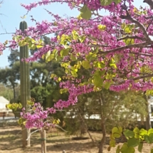 Les jardins botaniques Argotti sont parfaits pour admirer les fleurs, les arbres et les plantes